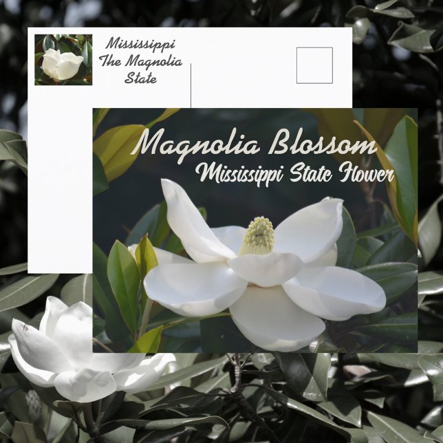 Magnolia State Mississippi Floral Photographic Postcard (Creator Uploaded)