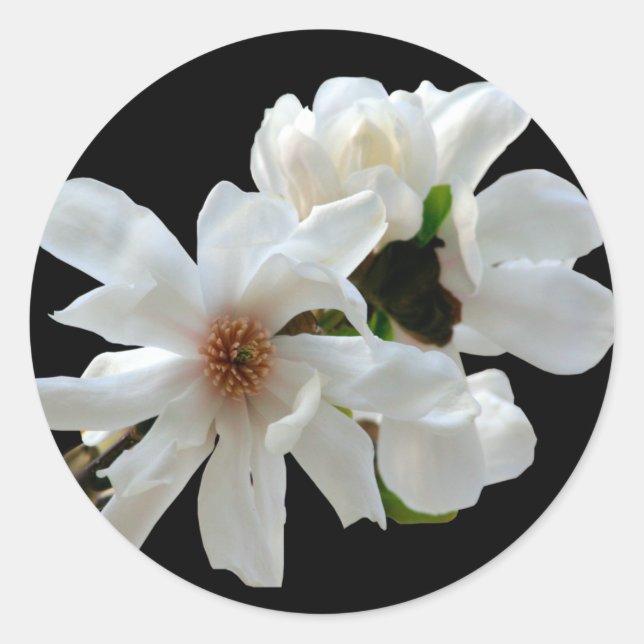 Magnolia Stellata Envelope Seal Sticker (Front)