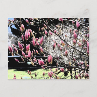 Magnolia Sumi Postcard