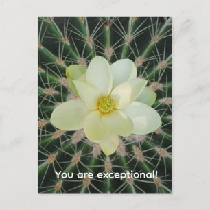 Magnolia sweetbay postcard