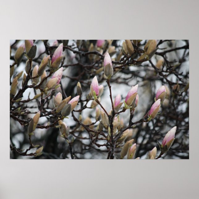 Magnolia Tree Buds in Spring before blossoms Poster (Front)