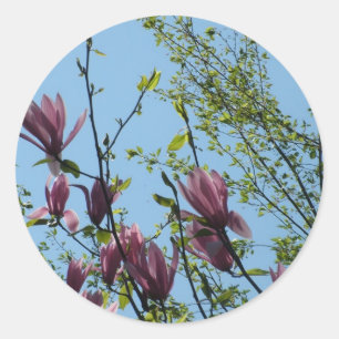 magnolia tree classic round sticker