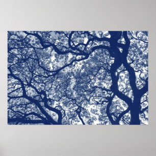 Magnolia Tree - Cyanotype Effect Poster