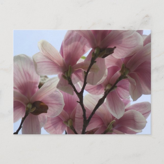Magnolia Tree in Bloom Postcard (Front)