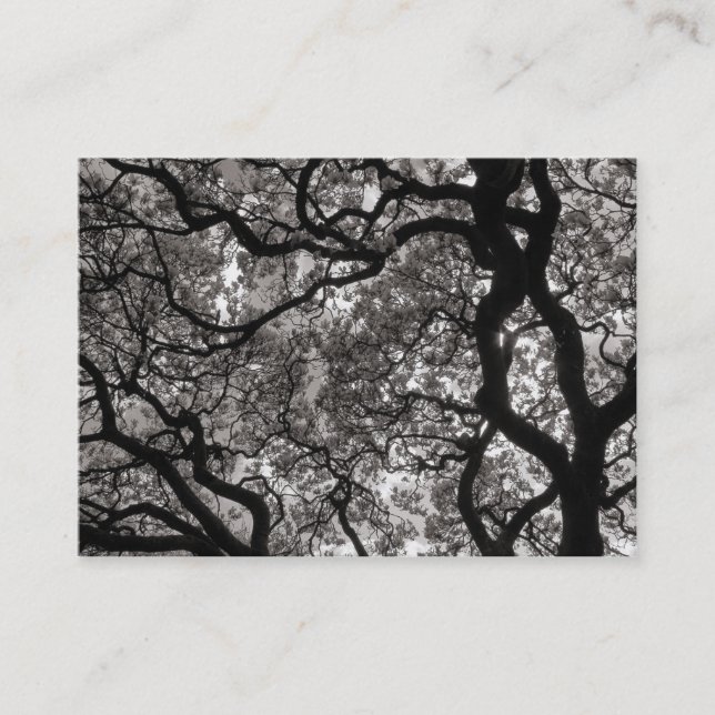 Magnolia Tree in Blossom 02 Business Card (Front)