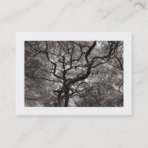 Magnolia Tree in Blossom 03 (Bordered) Business Card