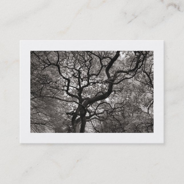 Magnolia Tree in Blossom 03 (Bordered) Business Card (Front)