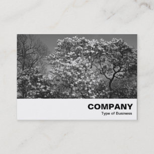 Magnolia tree in Blossom (B&W) Business Card
