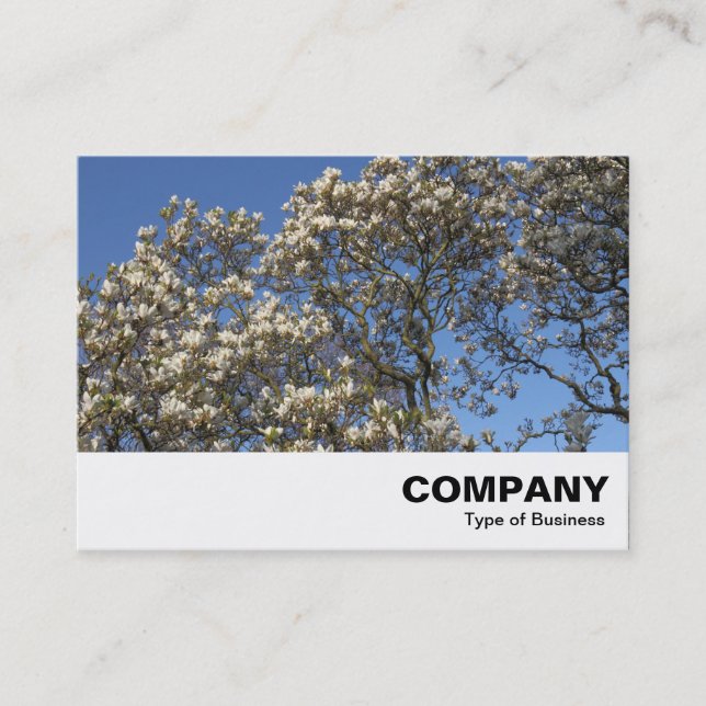 Magnolia Tree in Blossom Business Card (Front)