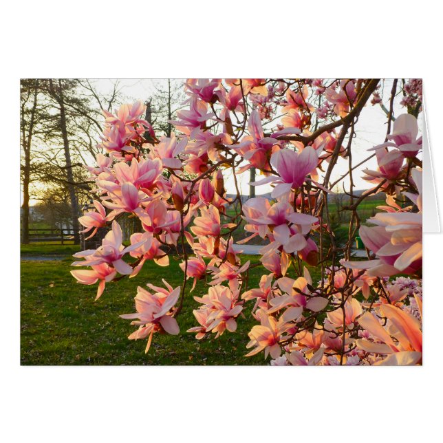 Magnolia Tree in Full Bloom at Sunset (Front Horizontal)