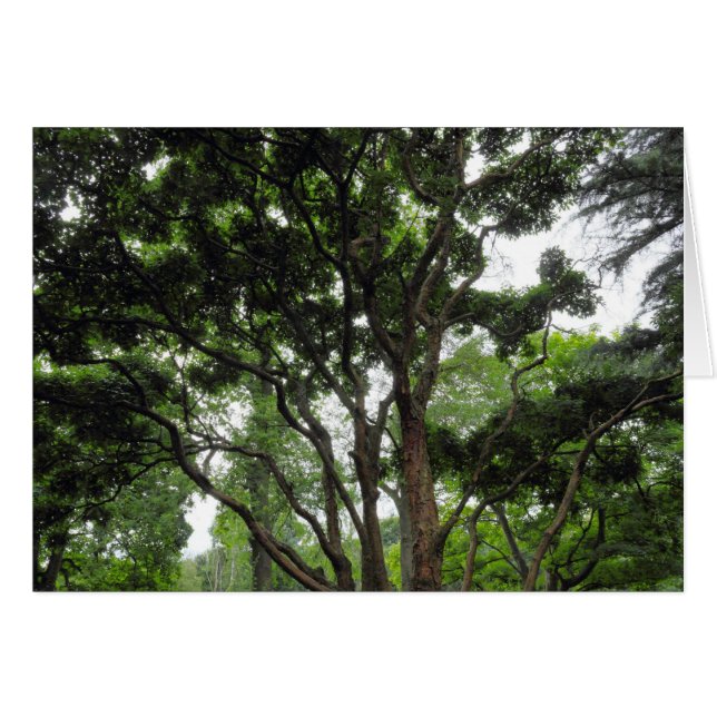 Magnolia Tree in Summer (Front Horizontal)