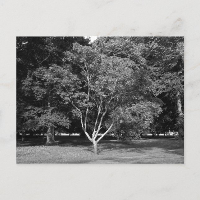 Magnolia Tree in Summer BW Postcard (Front)