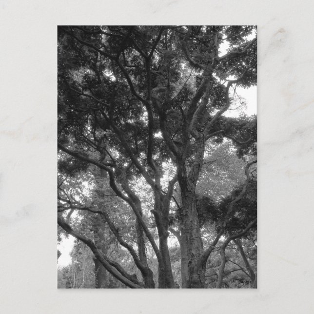 Magnolia Tree in Summer BW Postcard (Front)