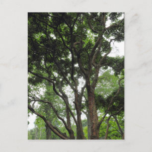 Magnolia Tree in Summer Postcard