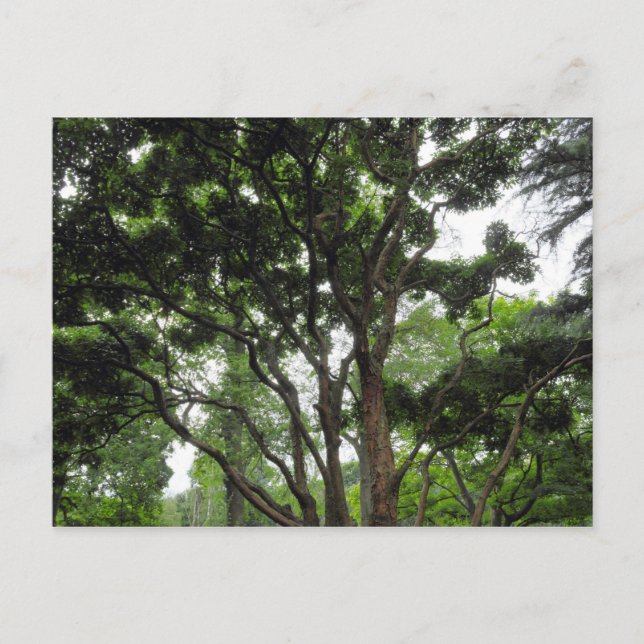 Magnolia Tree in Summer Postcard (Front)