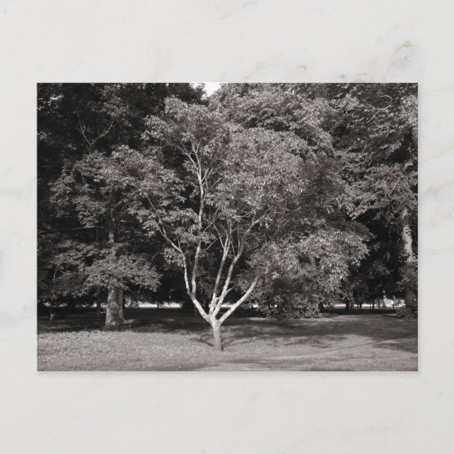Magnolia Tree in Summer - Warm Tone  BW Postcard (Front)