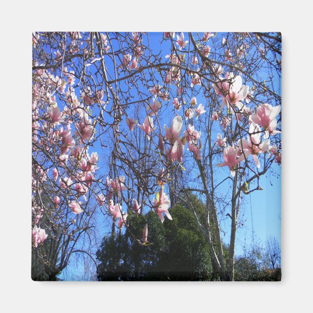 Magnolia tree...... magnet (Front)