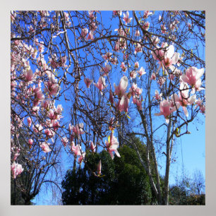 Magnolia tree..... poster