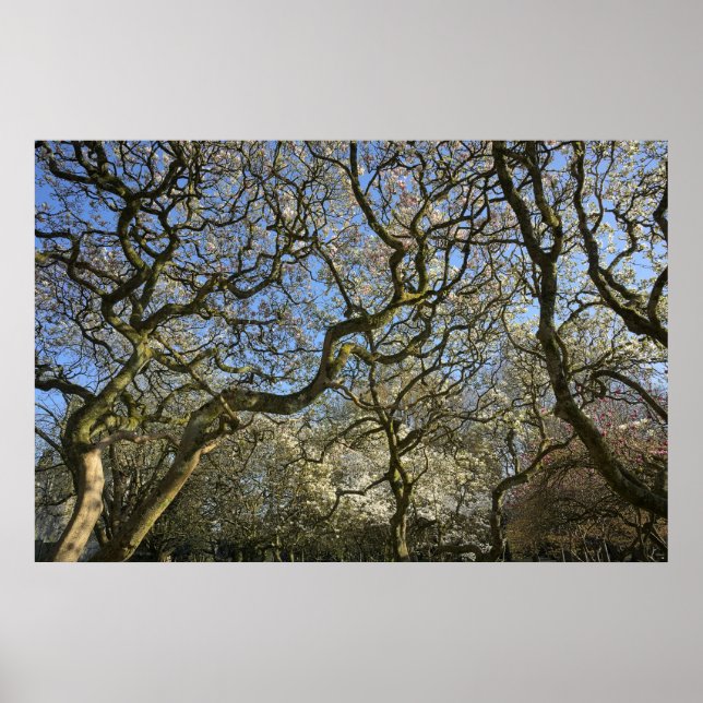 Magnolia Trees, Branches and Blossom 03 Poster (Front)