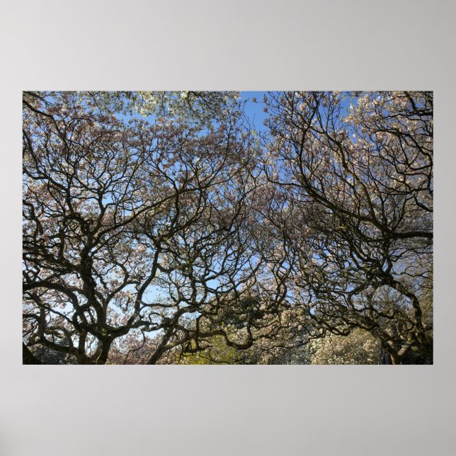 Magnolia Trees, Branches and Blossom 05 Poster (Front)