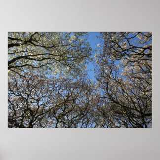 Magnolia Trees, Branches and Blossom 06 Poster