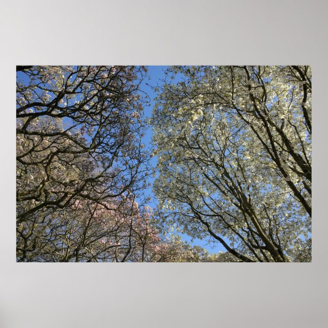 Magnolia Trees, Branches and Blossom Poster (Front)
