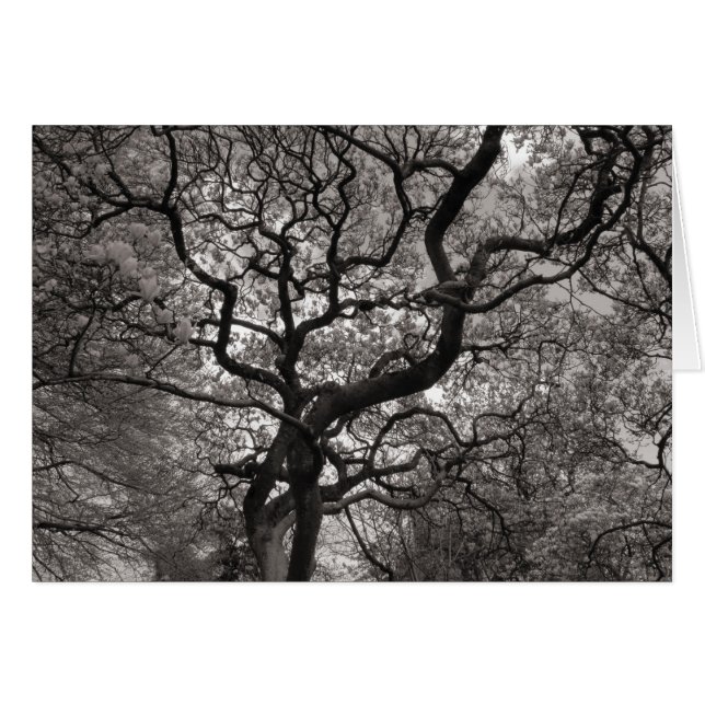 Magnolia Trees in Blossom (Front Horizontal)