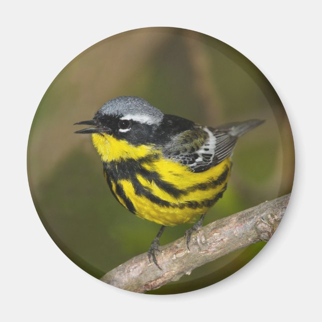 Magnolia Warbler Magnet (Front)