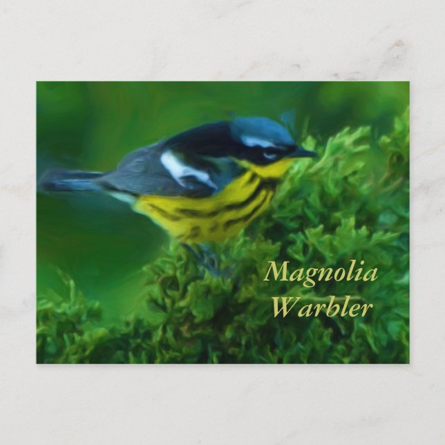 Magnolia Warbler Post Card (Front)