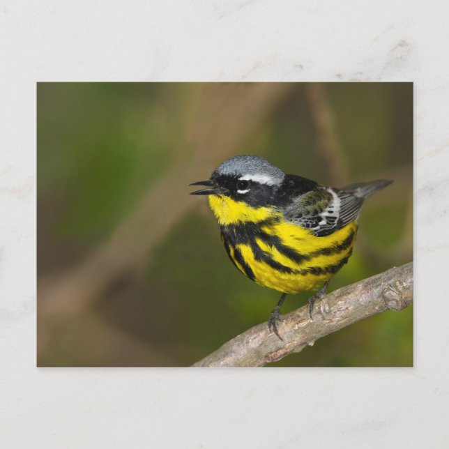 Magnolia Warbler Postcard (Front)