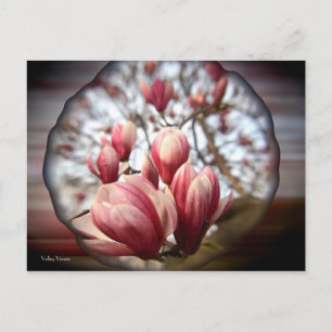 Magnolia Wood Postcard