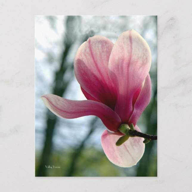 Magnolia Woods Postcard (Front)