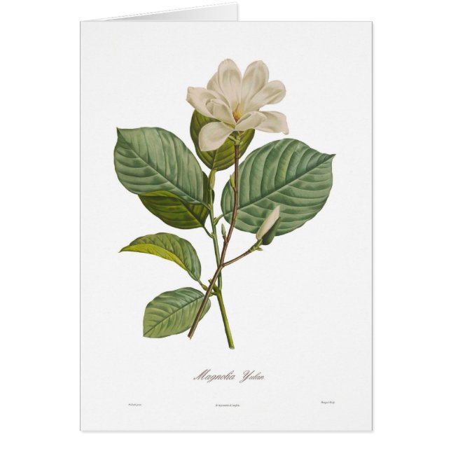 Magnolia yulan (Front)