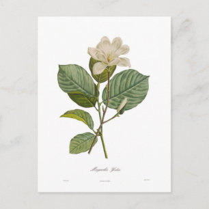 Magnolia yulan postcard
