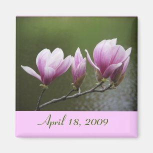Magnolias, April 18, 2009 Magnet