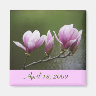 Magnolias, April 18, 2009 Magnet