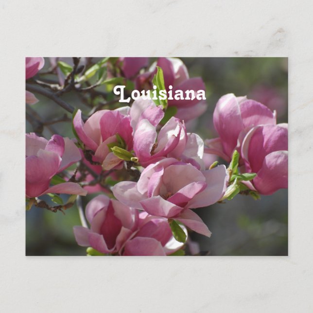 Magnolias Postcard (Front)