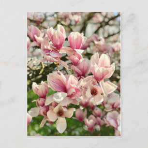 Magnolie Magnolienblüte rosa Postcard