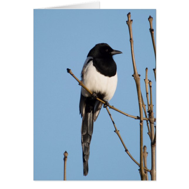 Magpie (Front)