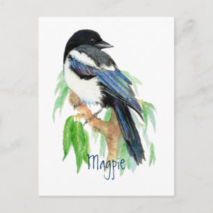 Magpie, Bird, Garden, Nature, Wildlife Postcard