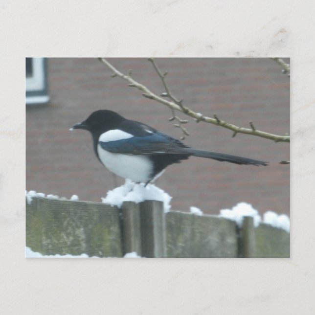 Magpie in the Snow DIY Postcard (Front)