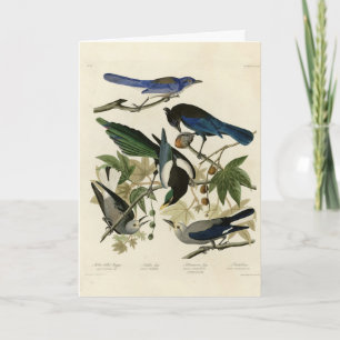 Magpie Jays & Nutcracker Audubon Birds of America  Card