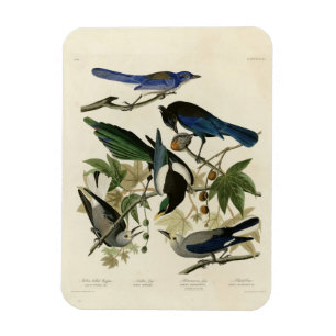 Magpie Jays & Nutcracker Audubon Birds of America Magnet