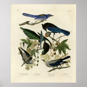 Magpie Jays & Nutcracker Audubon Birds of America  Poster
