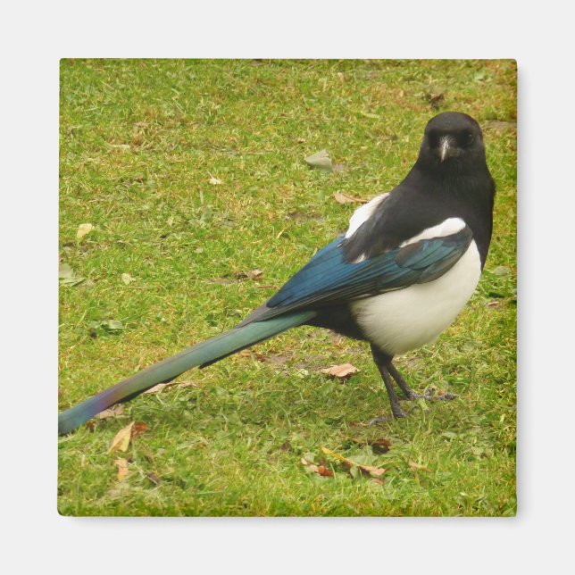 Magpie Magnet (Front)