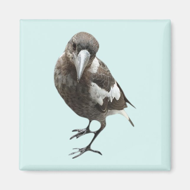 Magpie Magnet (Front)