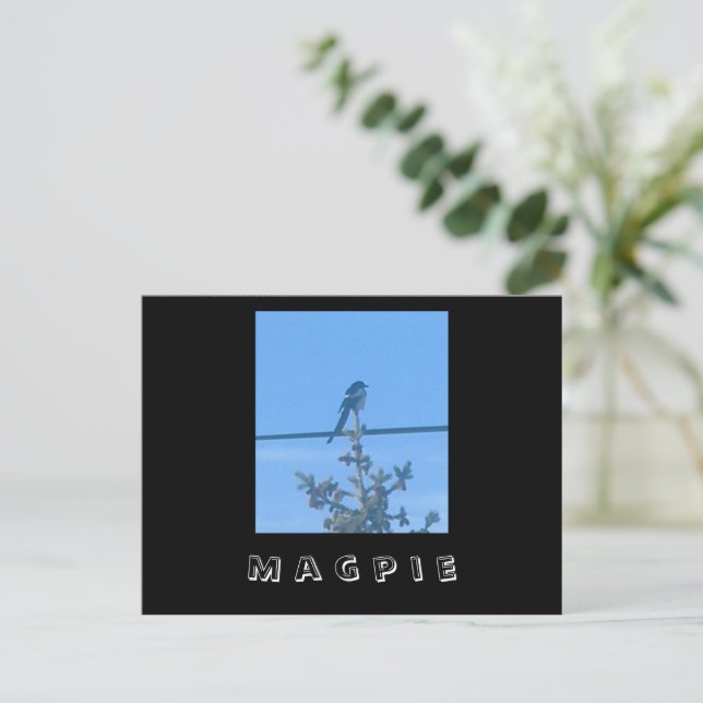Magpie Nature Postcard (Standing Front)