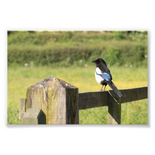 Magpie Photo Print