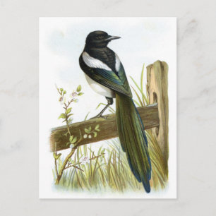 Magpie Postcard