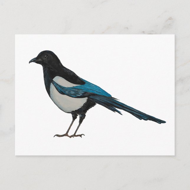 Magpie Postcard (Front)